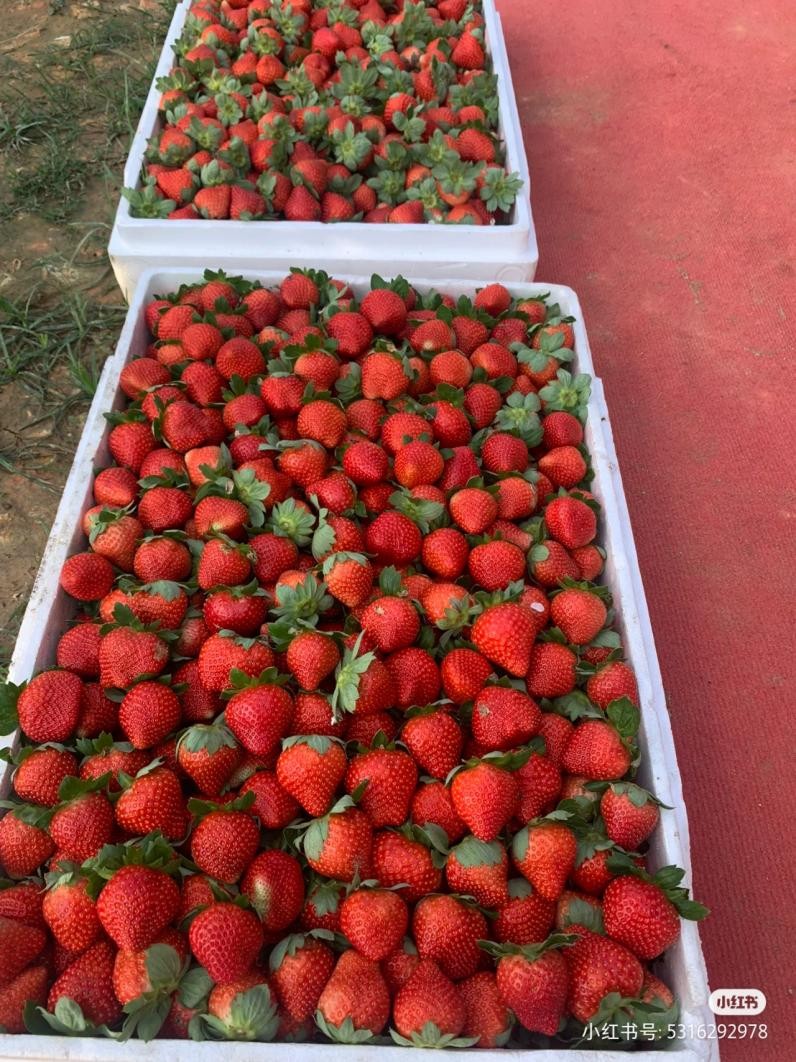 草莓园摘草莓怎么拍照,好玩的摘草莓胜地打卡