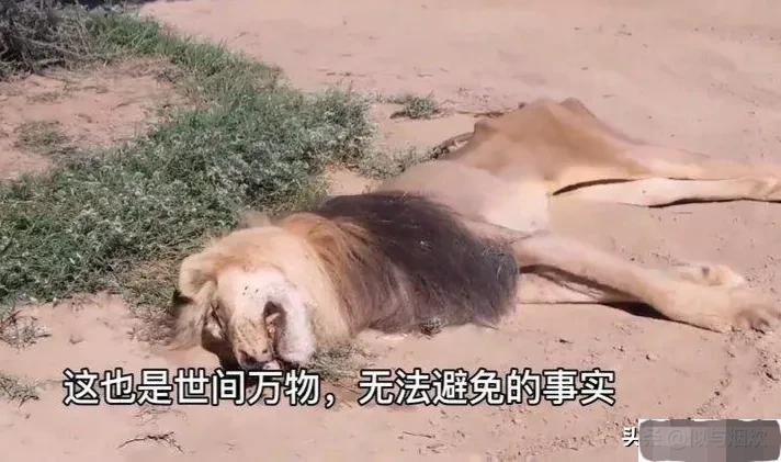 养了15年的狗突然不认识了,成年狗养了3天能找到家吗