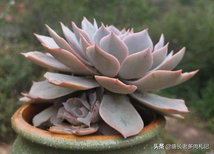 多肉蓝石莲穿裙子,薄叶蓝鸟多肉和蓝石莲的区别