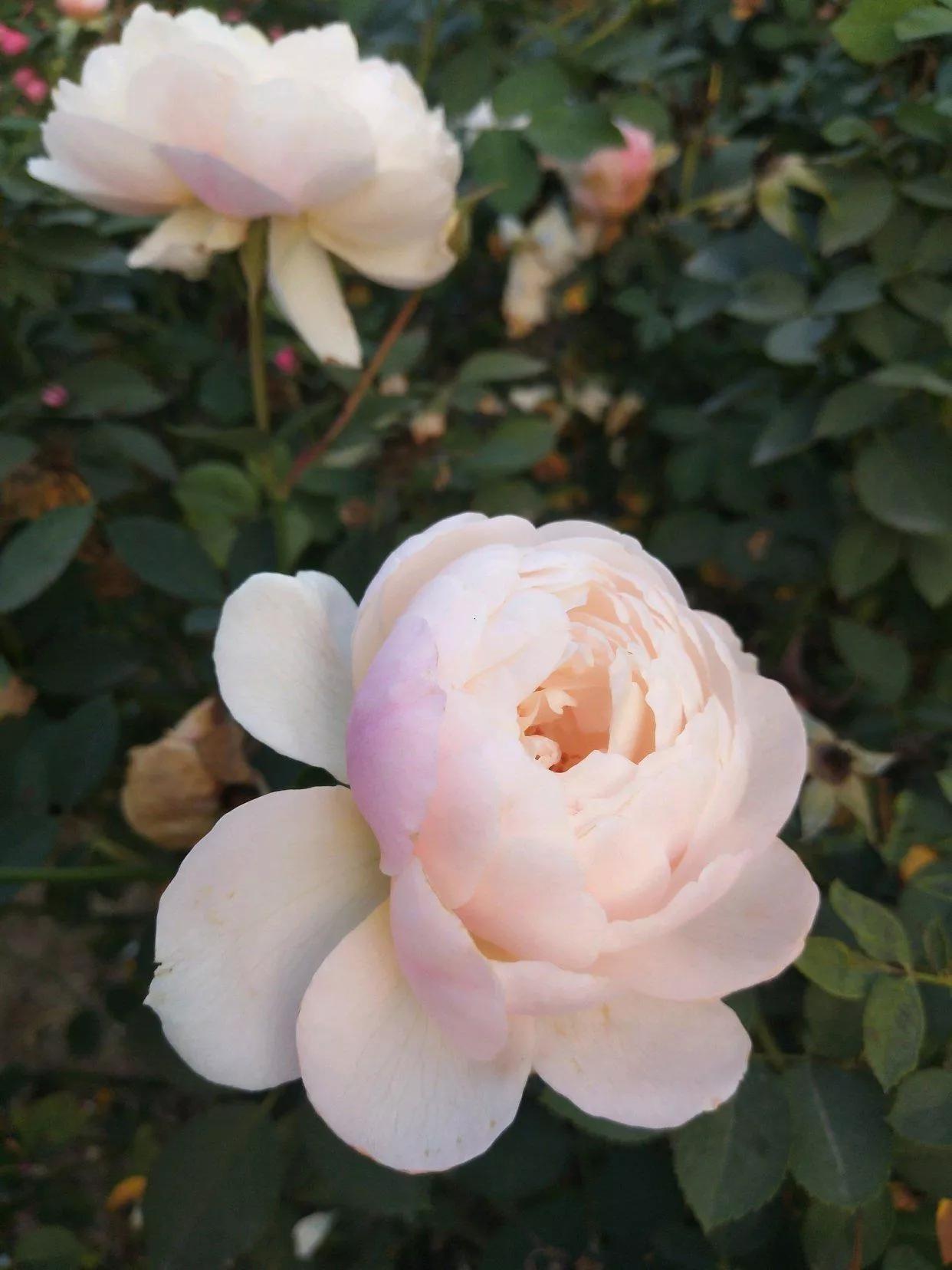 常见切花月季一览（40）（接上期）