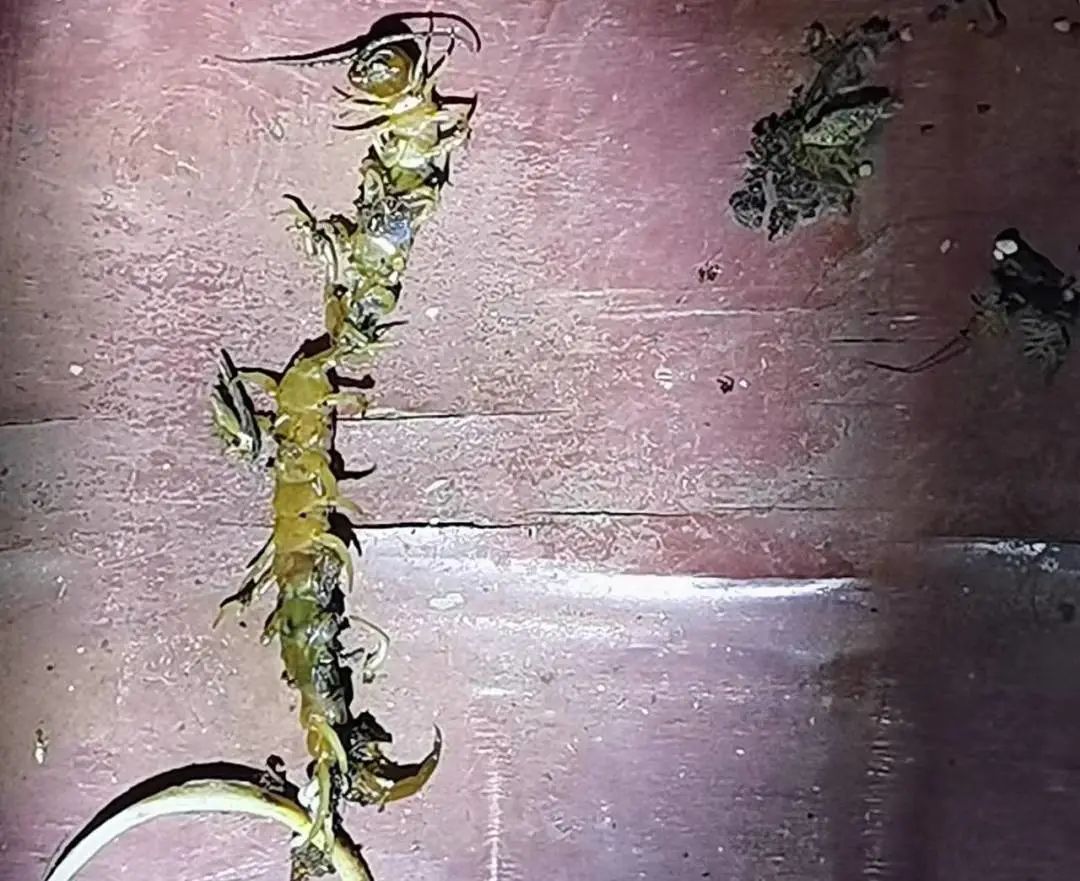 “别动！你手上有条大蜈蚣！”