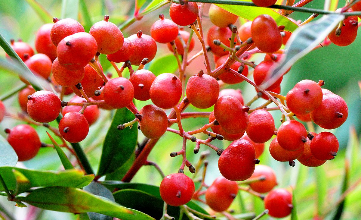 唐诗经典100首必背,240首必背唐诗