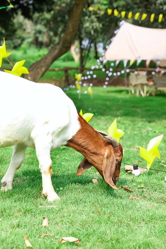 光明旅游攻略大全集,光明一日游必去的地方