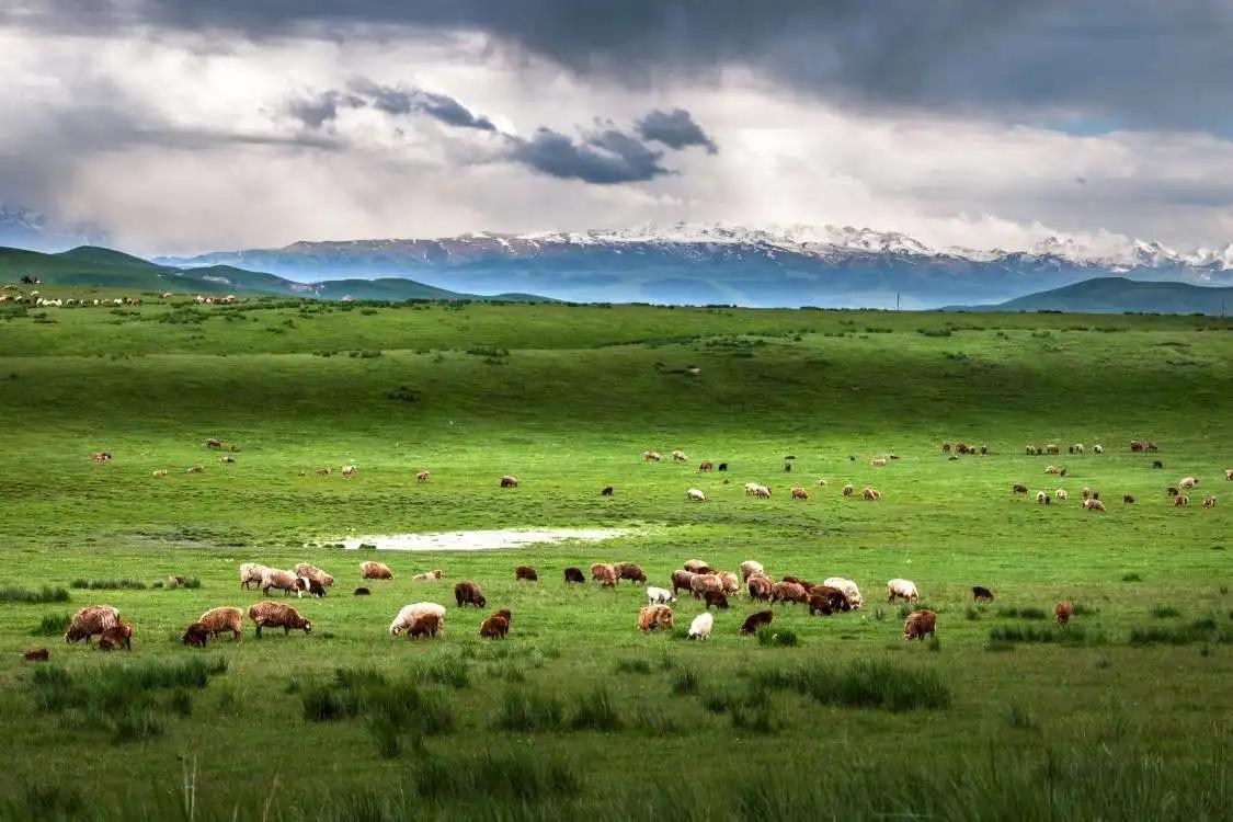 罕见奇怪的动物之伊犁鼠兔,伊犁鼠兔有多稀少