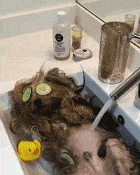 老鼠贴粘掉老鼠几个毛会死吗,老鼠贴粘到老鼠跑掉以后会死吗