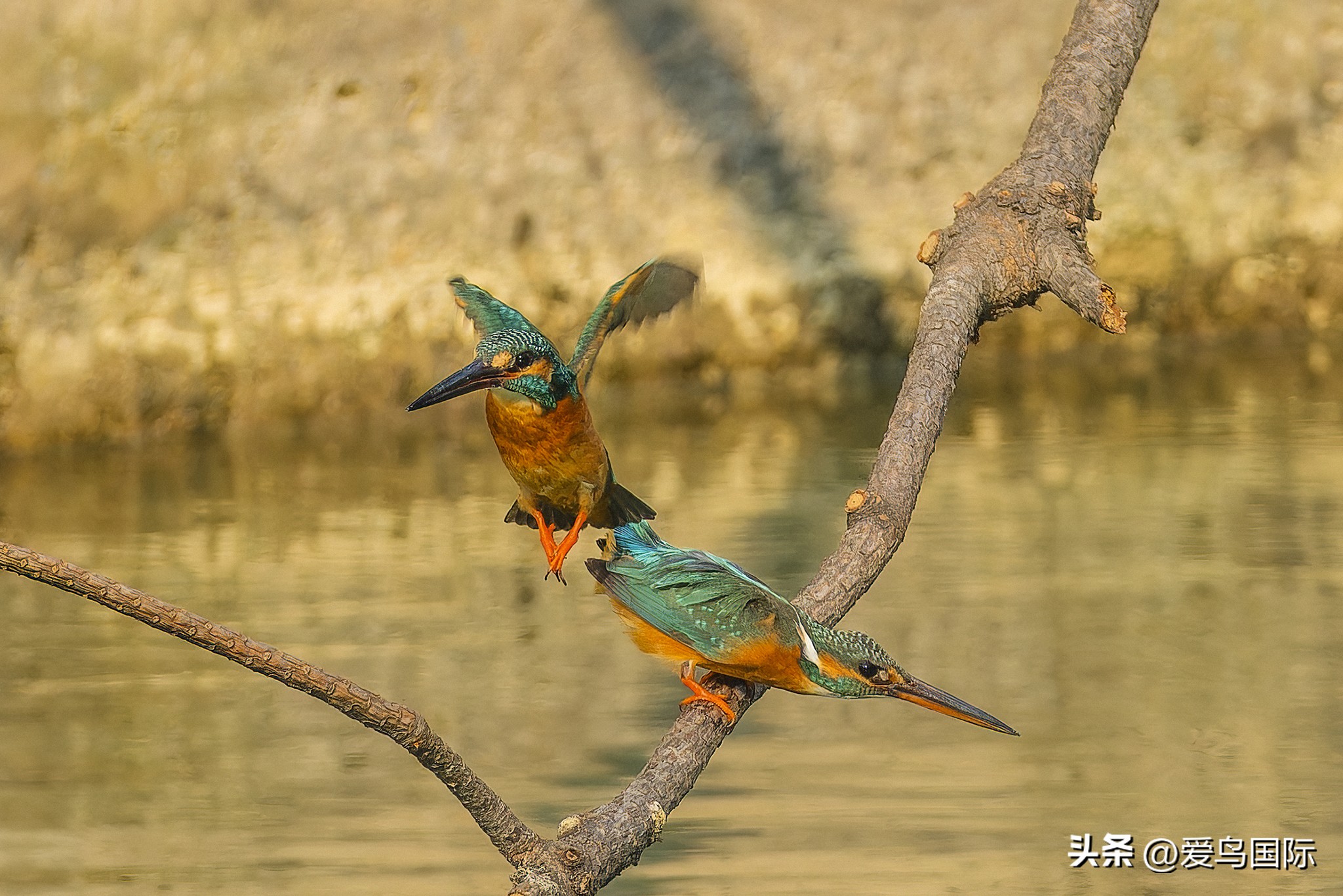 富士xh2s必备镜头,富士x-h2s配人像镜头