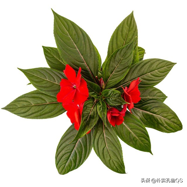 凤仙花种子,凤仙花怎么养