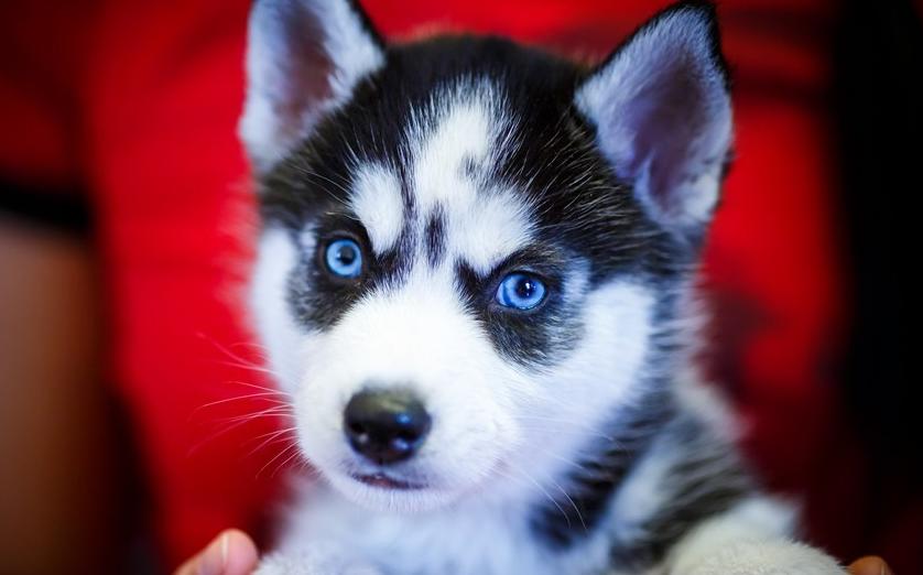 二哈被小狗凶后委屈找主人保护,二哈幼犬没精神