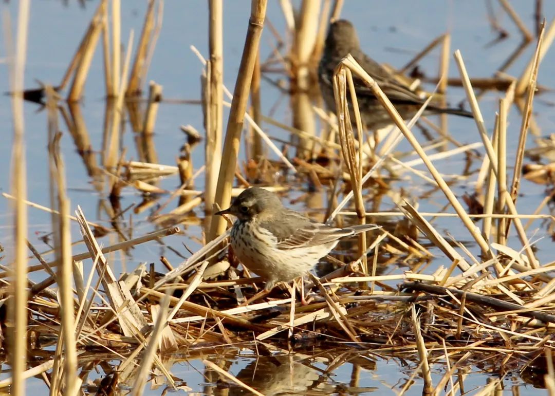 候鸟归来春回乌海,候鸟归来鄱湖的秋天