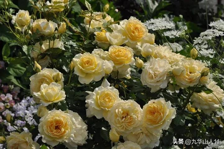 大花胖美人月季有几个品种,适合阳台养的大花月季品种