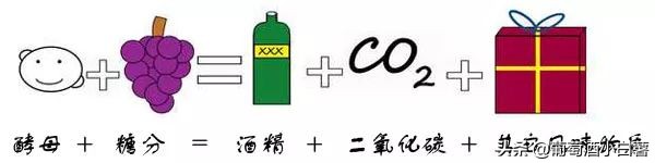 葡萄酒和红酒哪个好喝,红酒知识大全葡萄酒基本知识普及