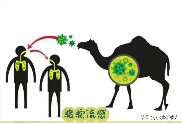 世界杯爆发骆驼流感是真的吗,骆驼流感致命吗
