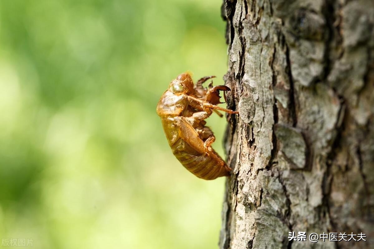 患上美尼尔氏综合症，32岁患者耳鸣反复发作，这味药正好有效果