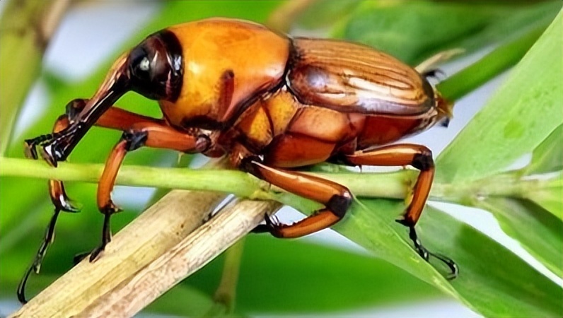 丛林探险美食大全,真正的丛林美食有哪些