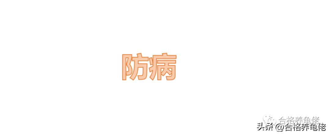 秋冬季养龟注意事项,换季养宠有哪些