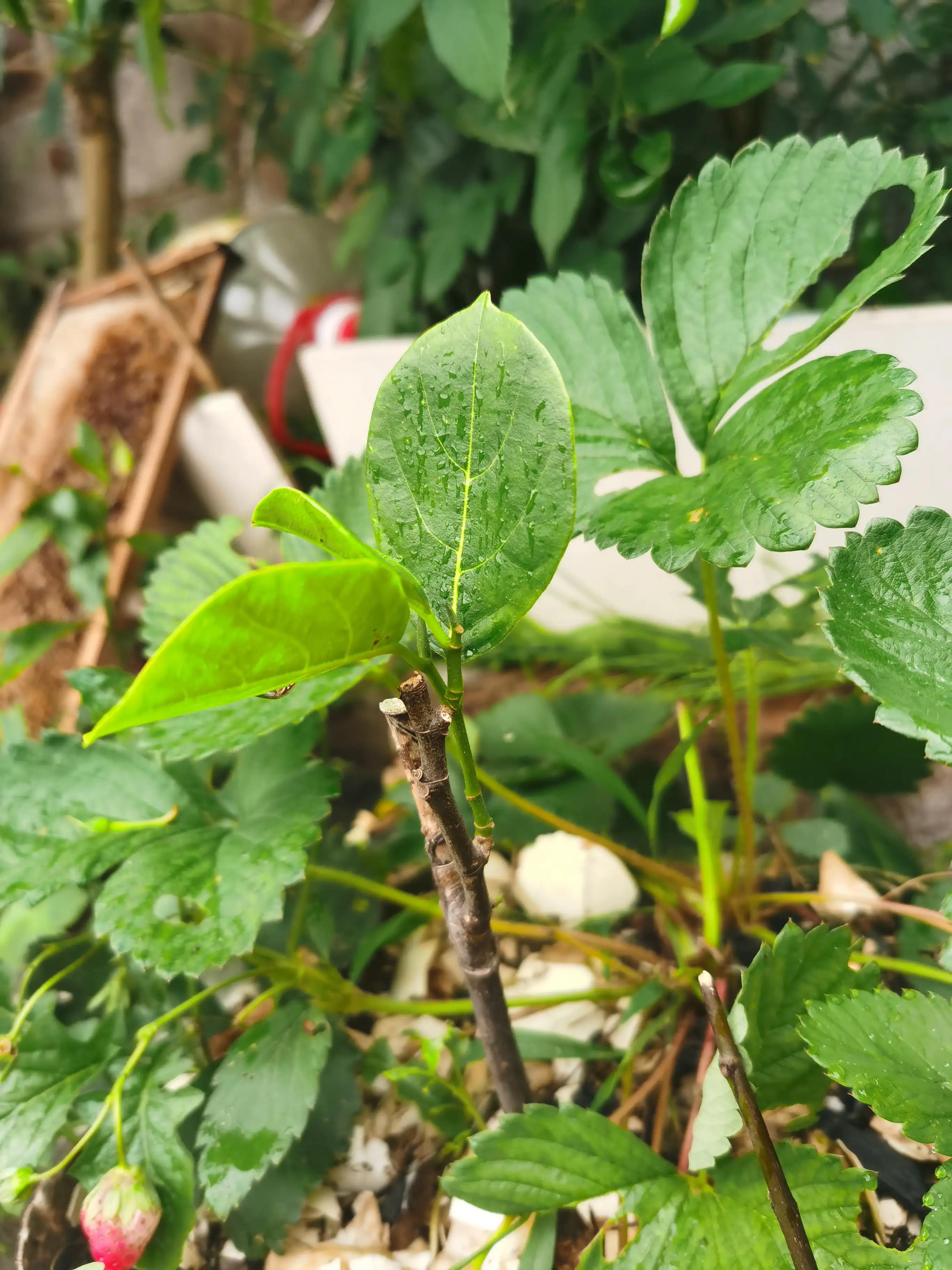 万能的头条帮忙鉴定一下菠萝蜜是哪个品种