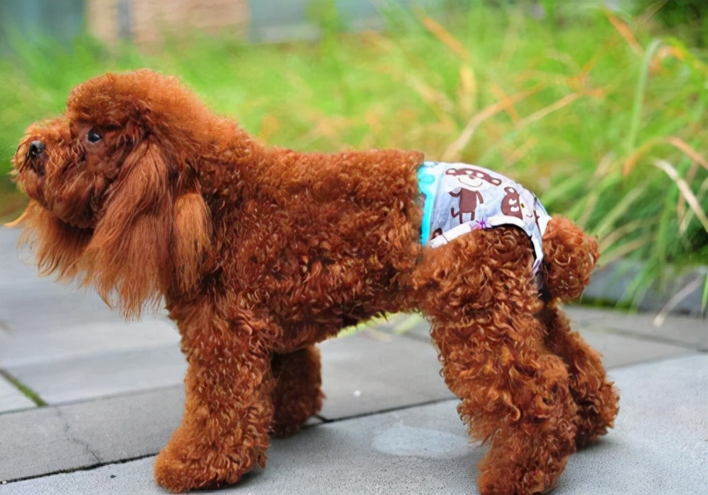 狗狗常识在线咨询,狗狗尿血是怎么回事用什么药治疗