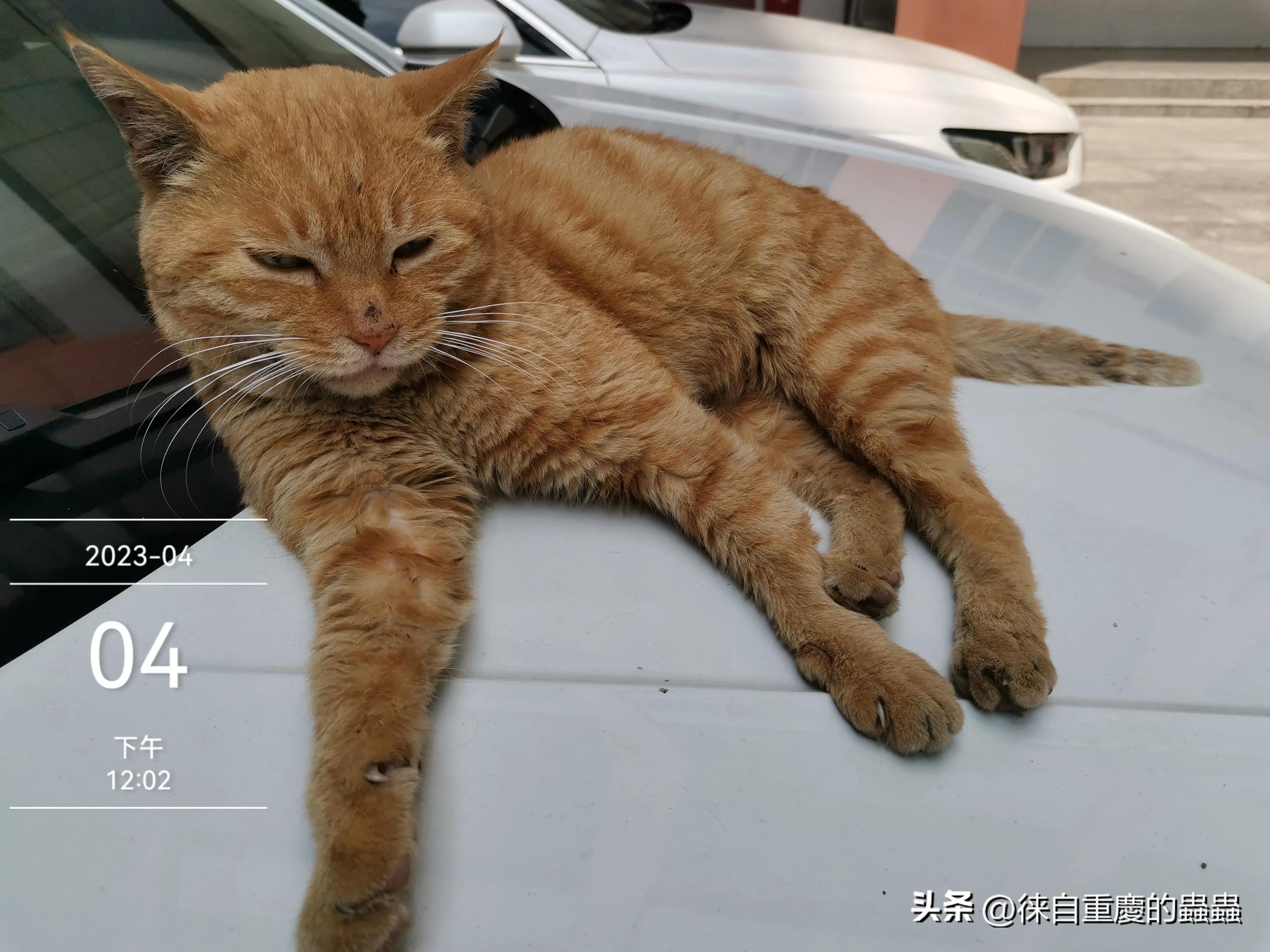 正在愁文章没有阅读量的朋友今天晚上何不到大街上压压马路