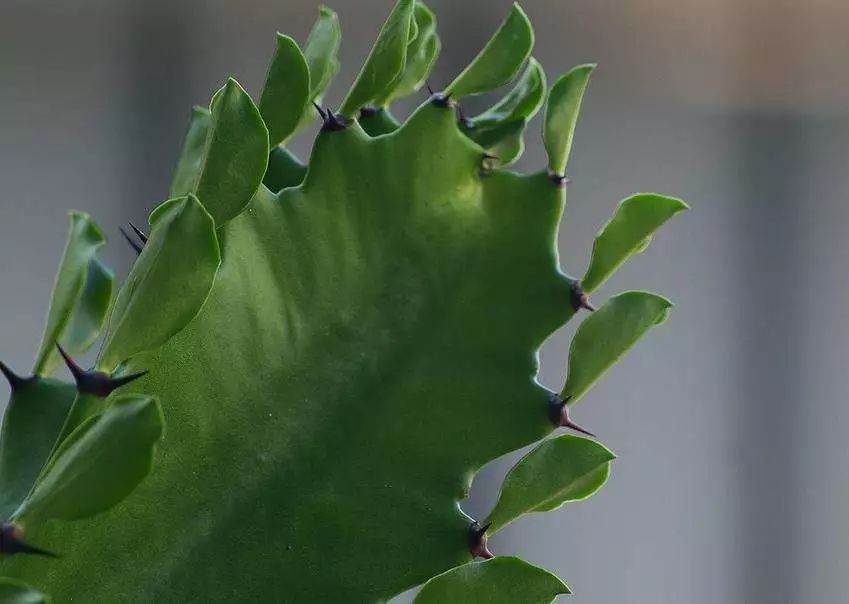 龙骨花夏天怎么黄叶,龙骨花烂根怎么补救