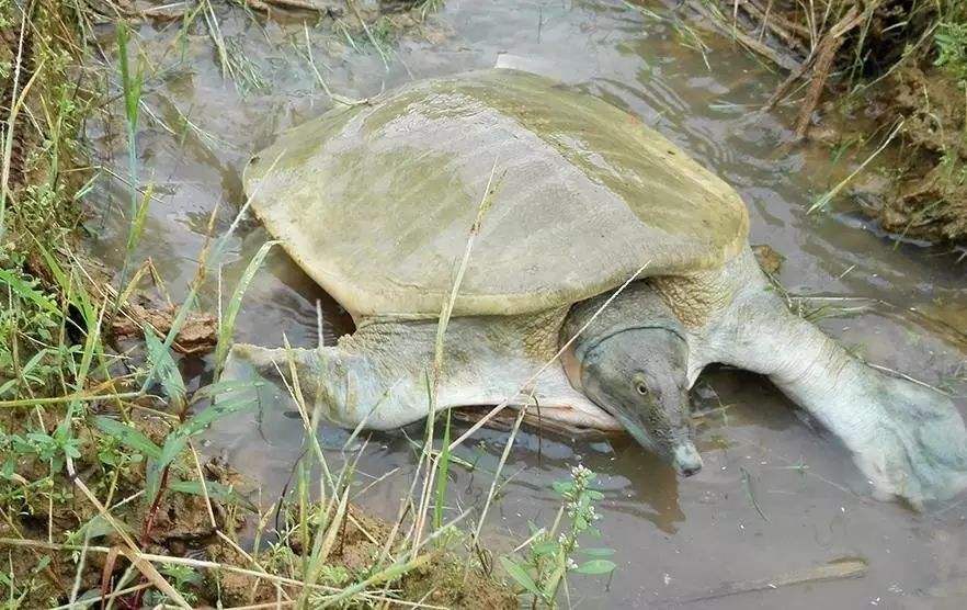 郑州黄河边捉老鳖,山东河南交界处黄河老鳖