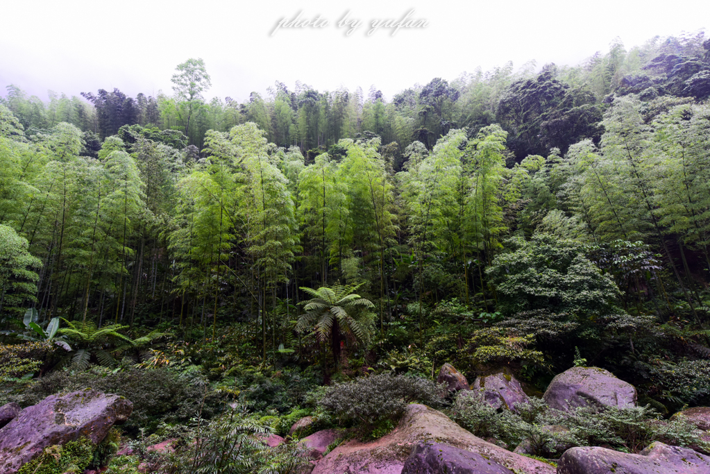 中国最美竹林景区蜀南竹海,重庆百里竹海地图