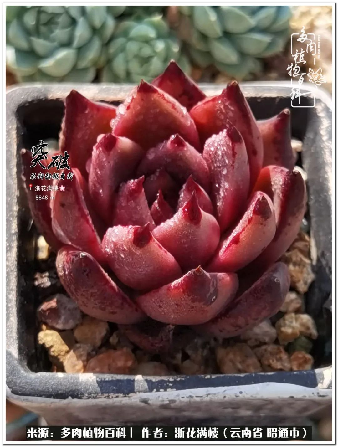 奔跑吧跑步,奔跑吧多肉盆栽