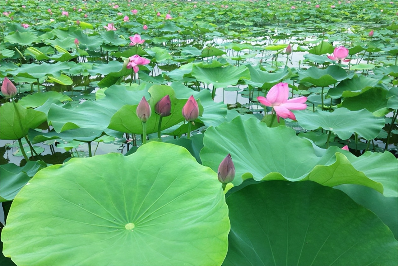 十首绝美的咏荷的词,关于秋荷的古诗