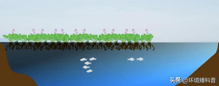 大薸怎么水培繁殖,大薸适合切头繁殖吗