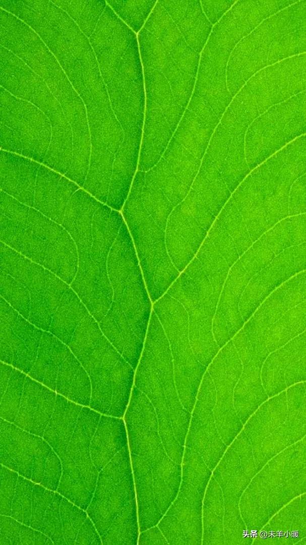 最美的手机壁纸大全,养眼养心的壁纸