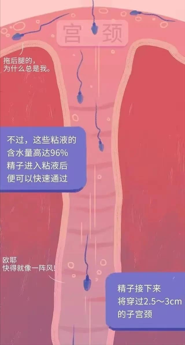 精子在人体24小时经历了什么,精子在人体24个小时都经历了什么