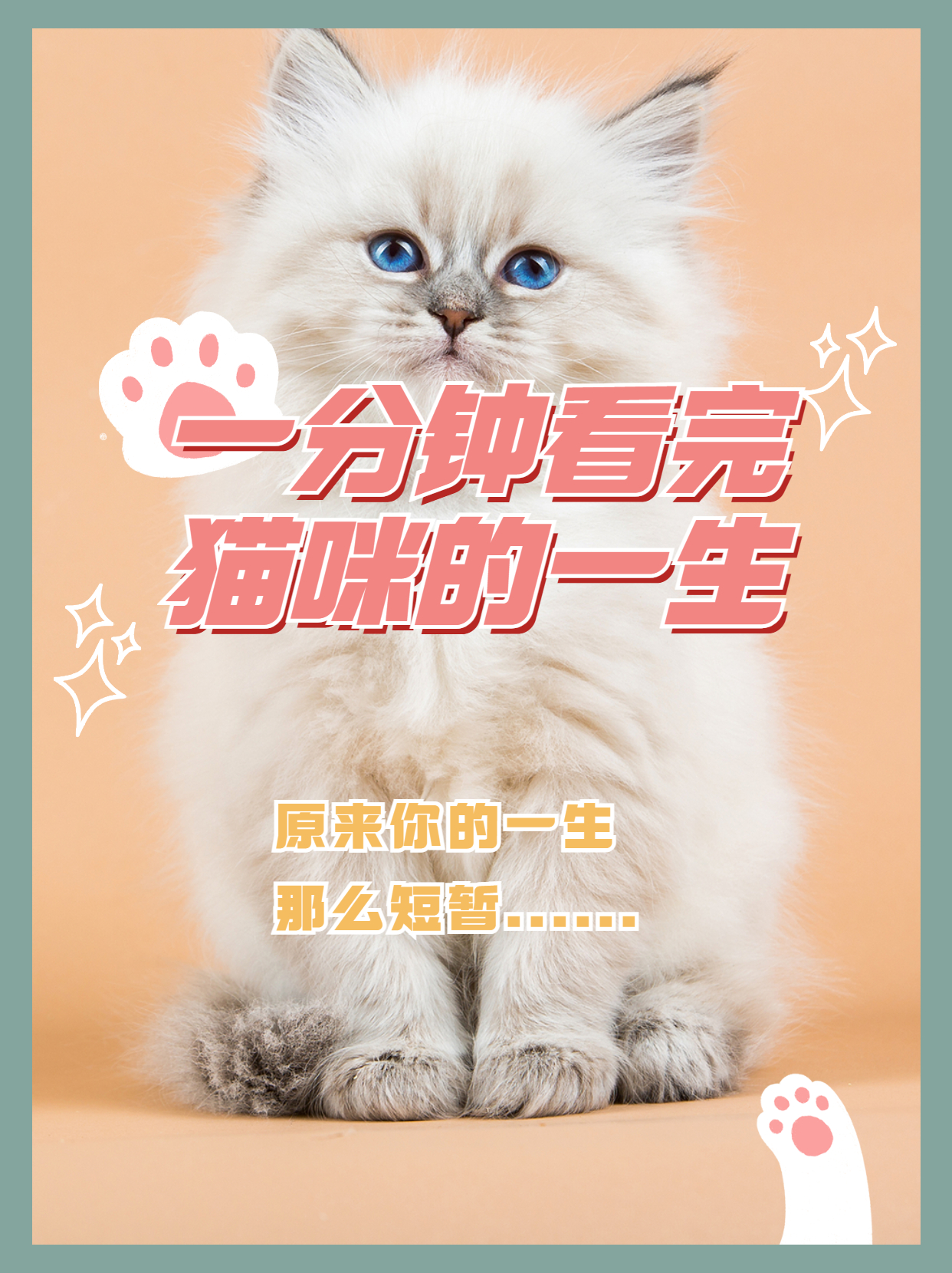 猫的一生详细讲解,猫的一生在想什么