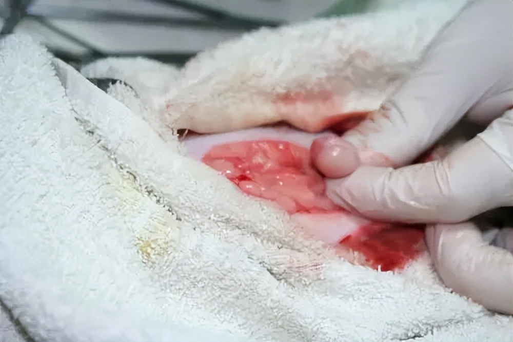 猫隐睾在腹股沟内癌变的前兆,猫咪睾丸肿瘤