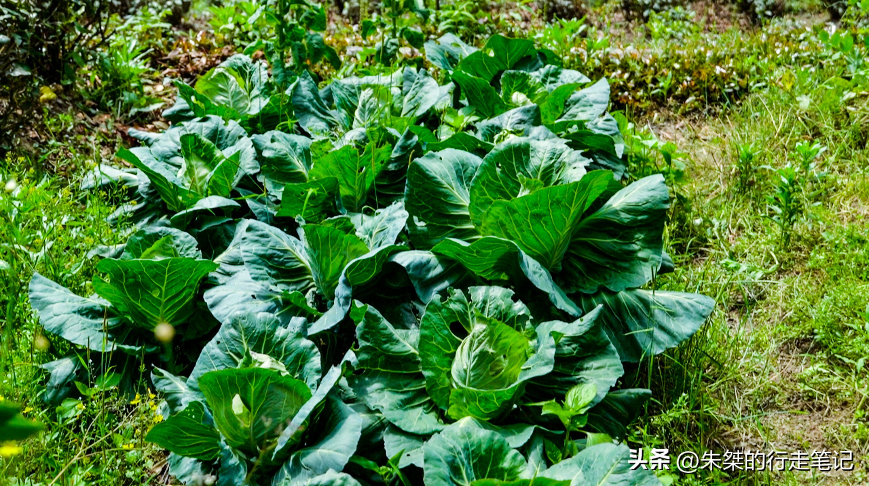 碧瑶山庄安吉口碑农家乐推荐,安吉碧瑶山庄农家乐3天2晚多少钱