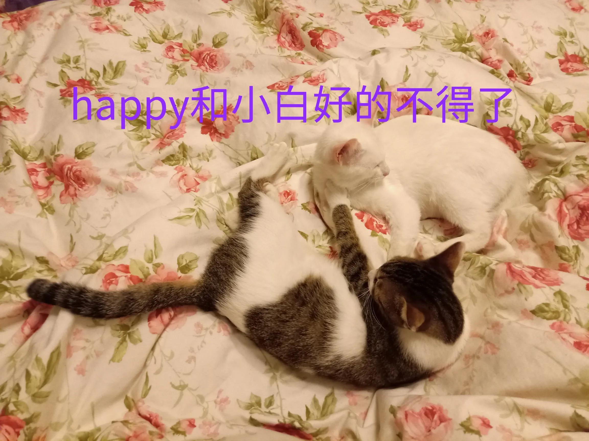 happy鎴戠殑濂冲鎻掓洸,浣爃appy鎴戜篃happy