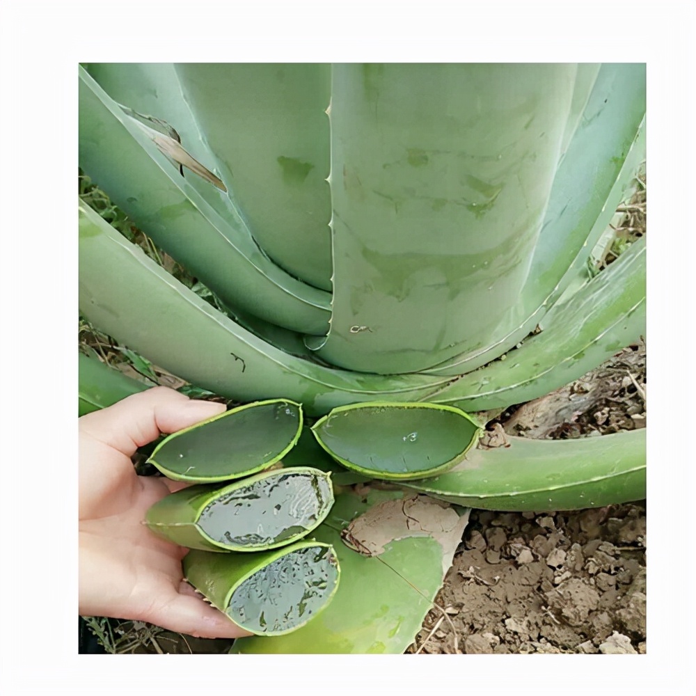 9种“健康花”,客厅一放,吸废气又高档,旺家更旺人