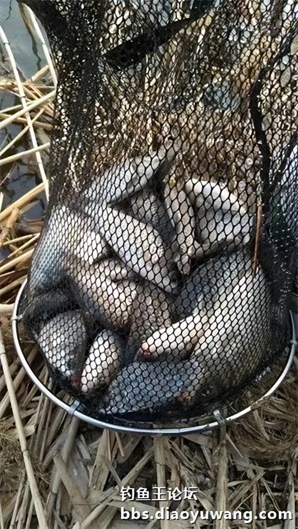用饵料钓小河边的鱼,用钓鱼王饵料能钓到什么鱼