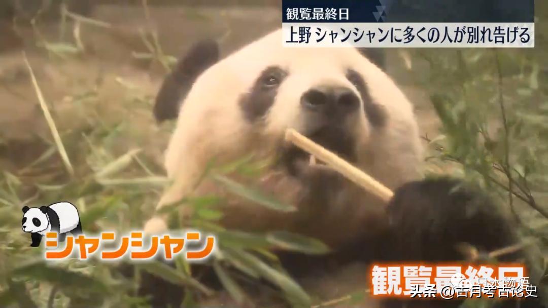 旅日大熊猫回国日本人反应,四只旅日大熊猫陆续归国