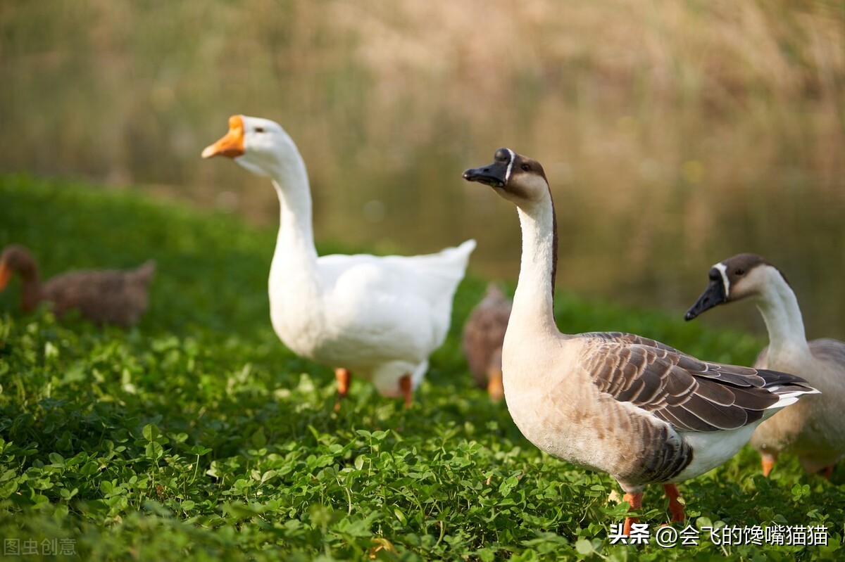 东北48岁的农村单身姐姐：准备猫冬，今年收入2万多，已经很满足