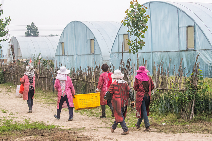 返乡创业青年种植大户,返乡种植养殖创业青年