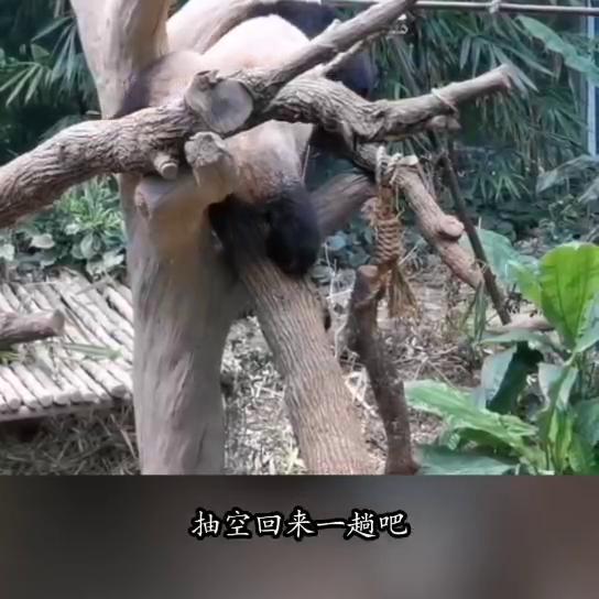 鎬昏澶т汉涓庣伆濮戝,鎬昏澶т汉鍜岀伆濮戝