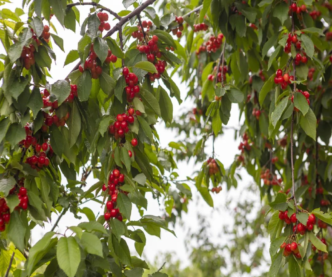 休闲农业和乡村旅游线路图,休闲农业旅游线路推荐