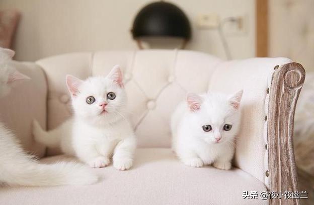 便宜适合新手养的猫咪一百左右,猫咪价格便宜又好养