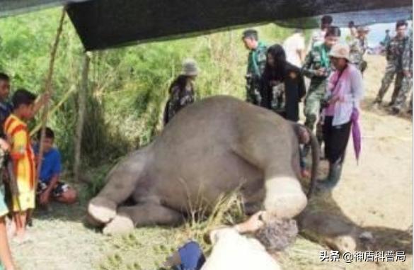 入侵海外的魔王，竟是云南人的宠物？三针能蛰死牛还被大量养殖