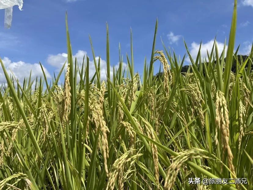 从化吕田一日游必去景点,从化溪头村自驾徒步攻略