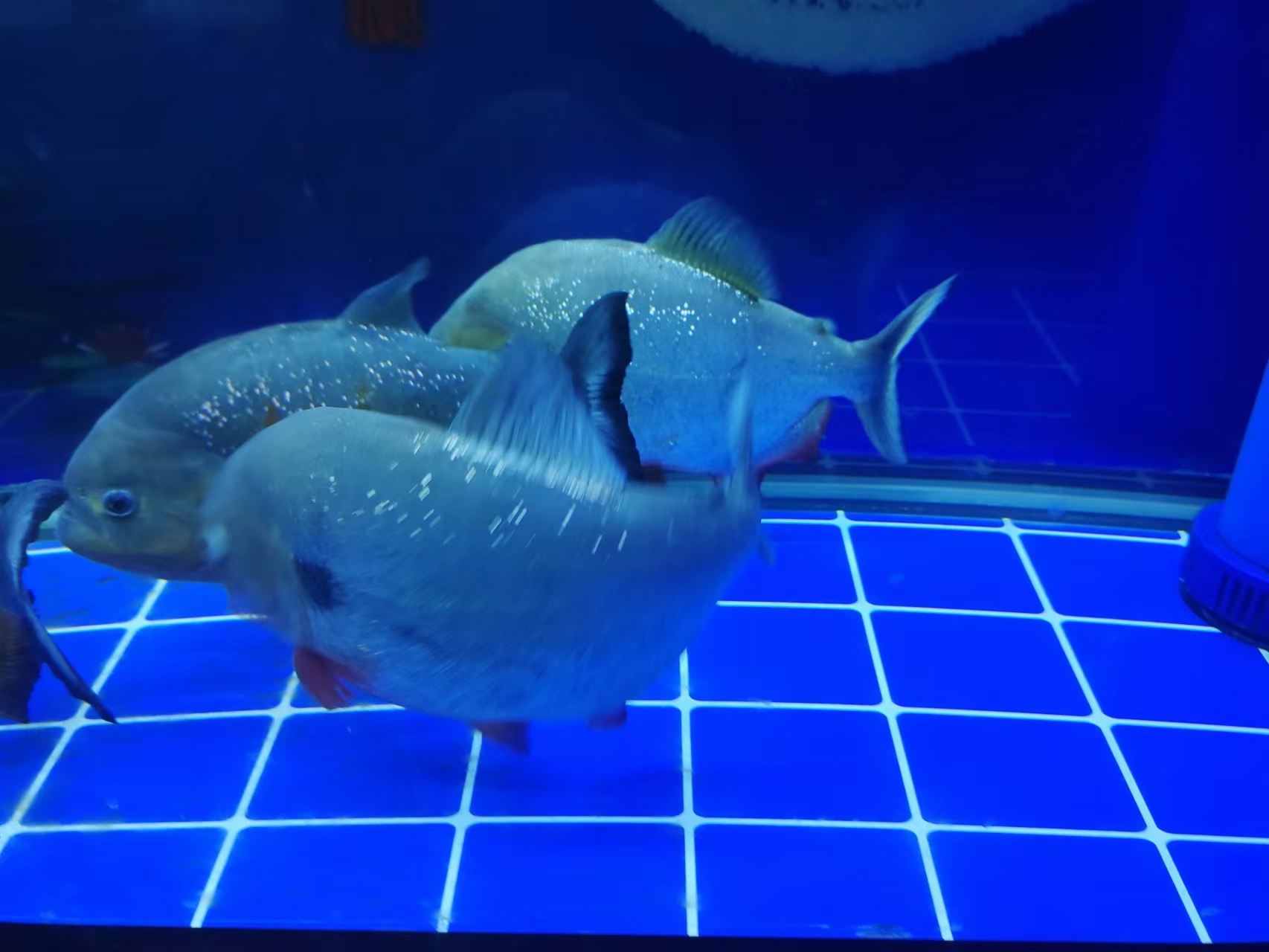 怎么防止鱼缸爆胶,鱼缸内部玻璃胶发霉