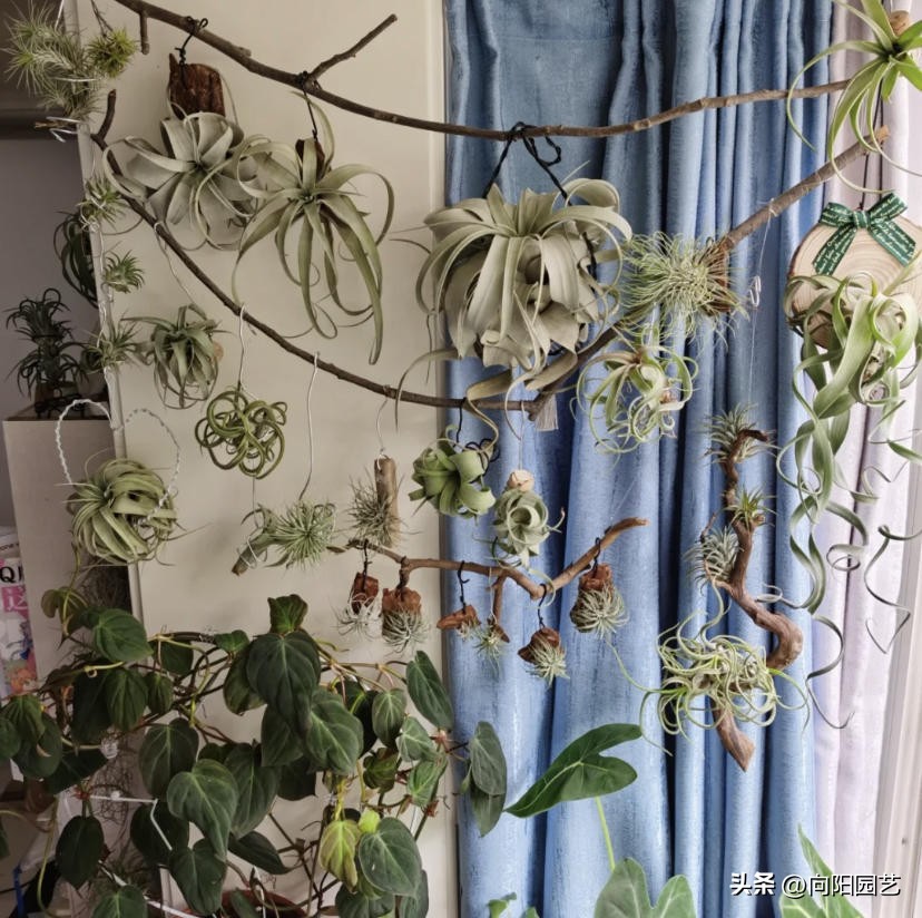 最适合懒人盆养的植物,什么植物好养又容易爆盆