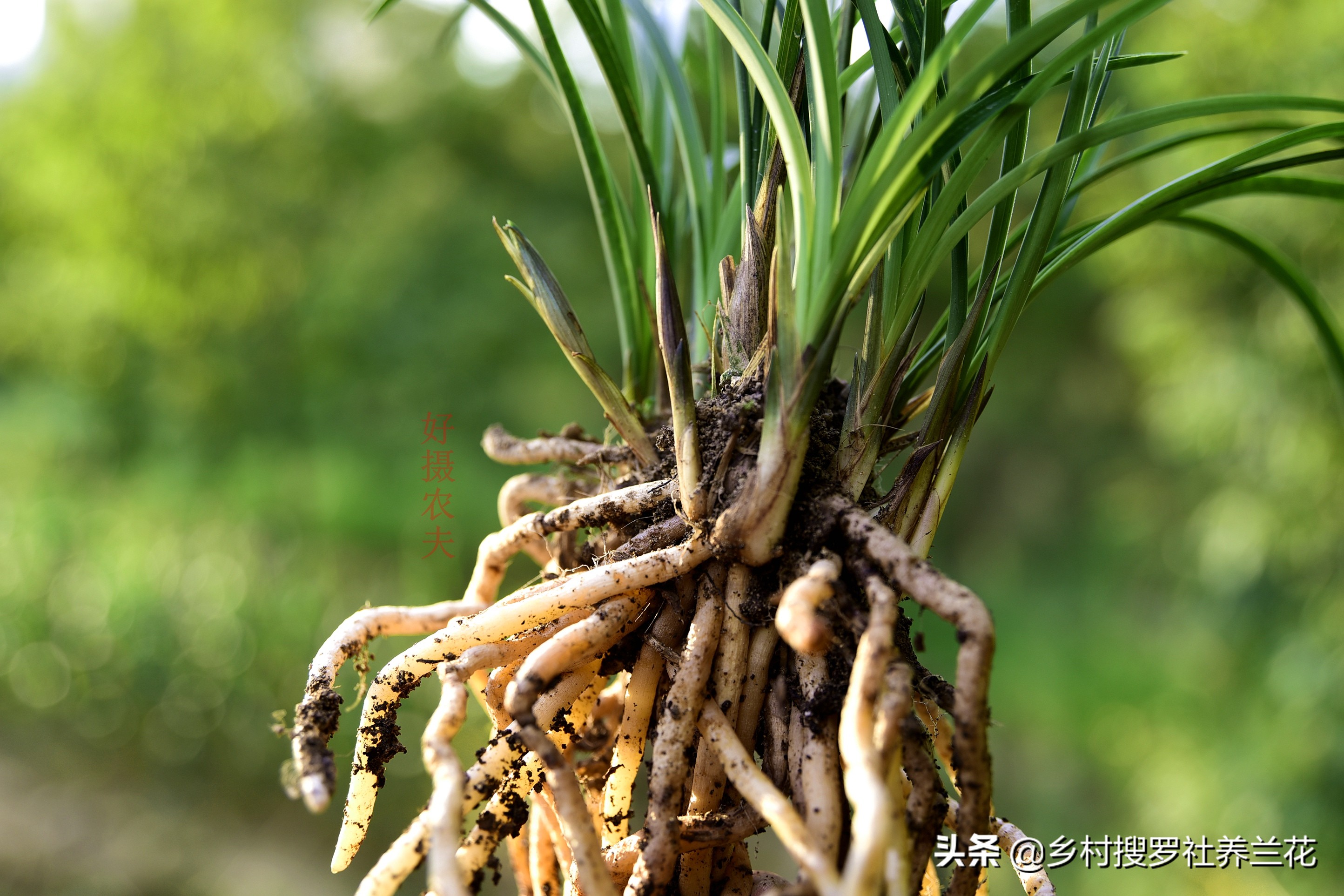 养兰花老手怕腐苗吗,兰花专用土防烂根