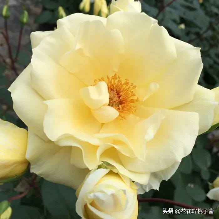 2019月季新品种金奖,超新品月季有哪些品种