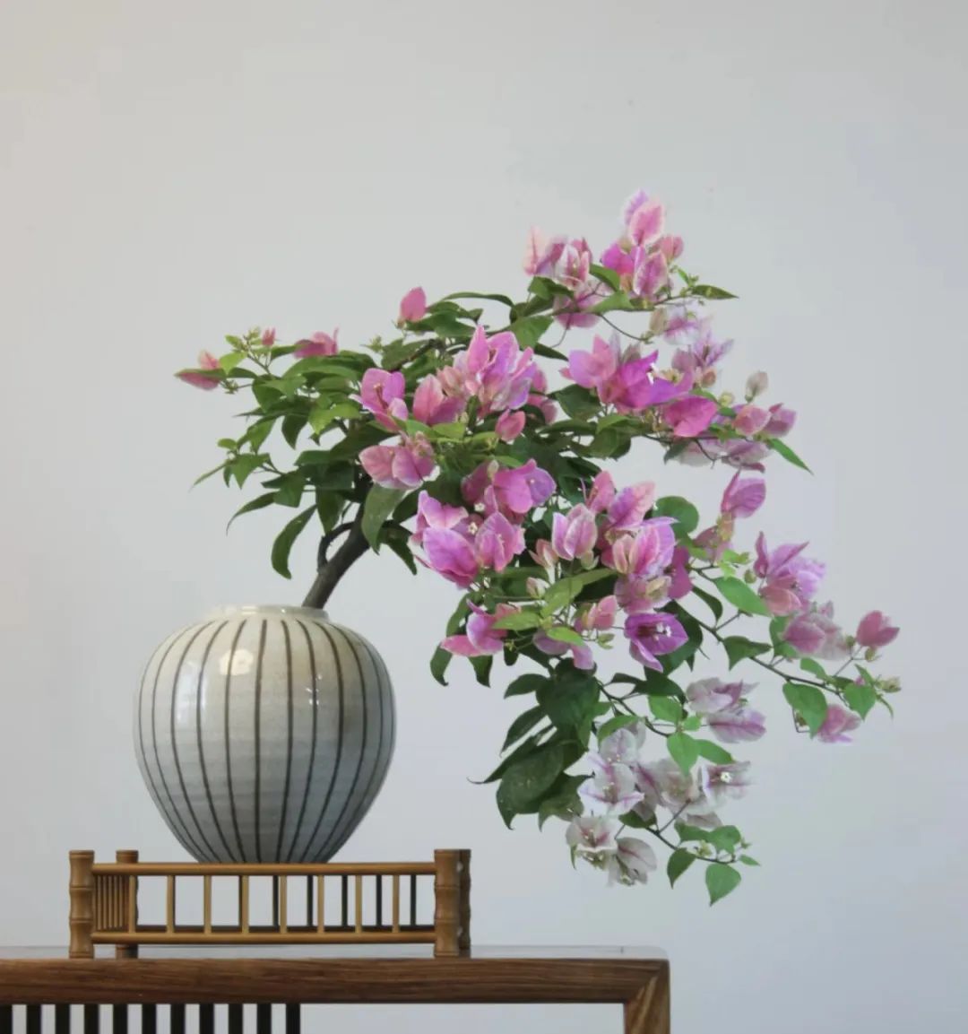 5种“爱喝醋”，6月一杯醋，黄叶不见了，开花一整年！