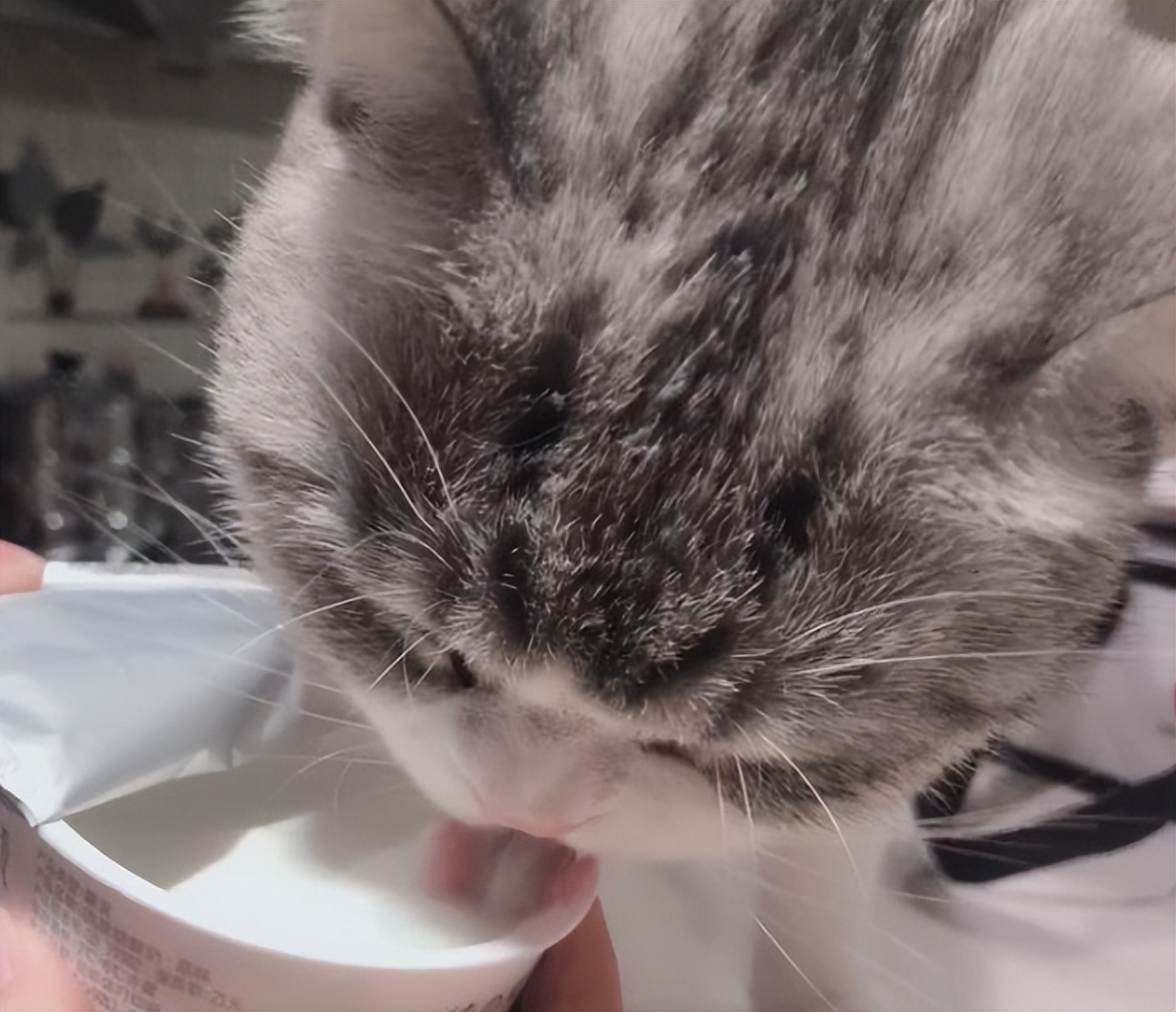 猫咪便秘怎么办快速排便吃什么药,猫咪便秘如何快速通便